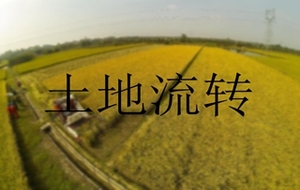 土地流转方式