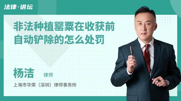 非法种植罂粟在收获前自动铲除的怎么处罚
